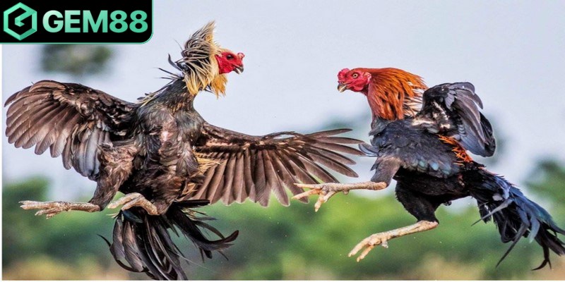 Thời gian diễn ra trận đấu quy định chuẩn chỉ từ 5 đến 7 phút