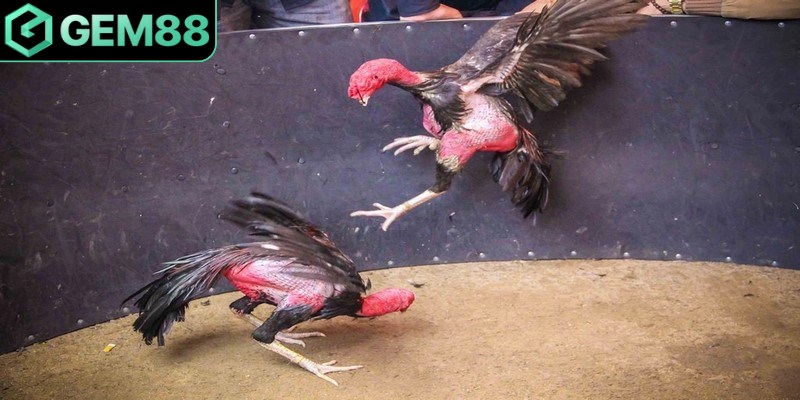 Hai chiến kê tham gia trận đấu cần có trọng lượng, thể lực ngay nhau