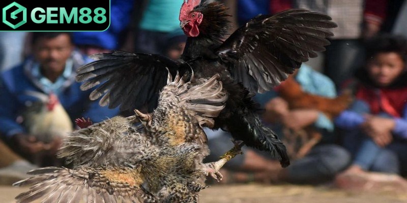 Luật đá gà Thomo là bộ quy chuẩn chuyên nghiệp, bài bản