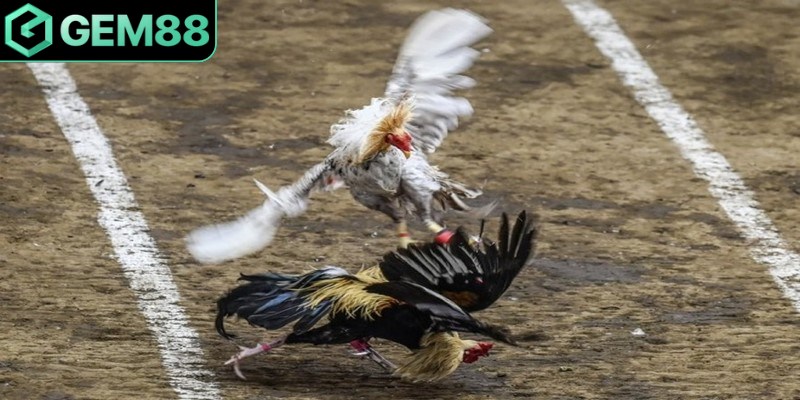 Ưu tiên lựa chọn chiến kê tấn công sẽ giúp tối đa cơ hội thắng